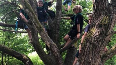 Spejderdrenge der klatrer i et stort træ